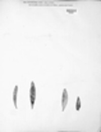 Ectostroma oleae image